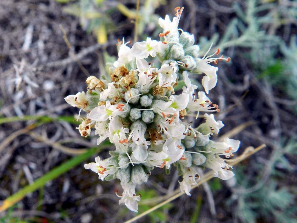 Teucrium capitatum