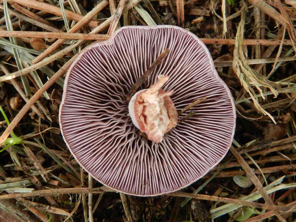 Fungo da determinare