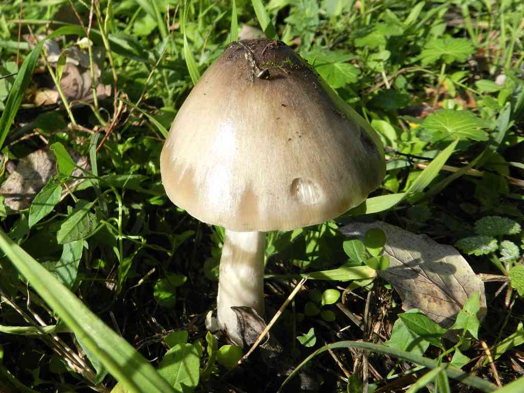 Psathyrella sp. ?