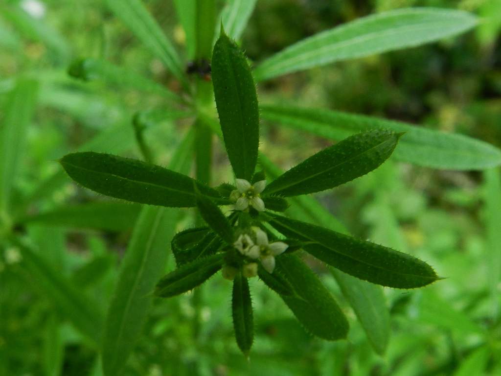 Galium aparine