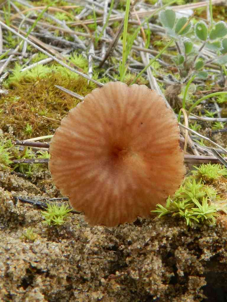 Omphalina sp.