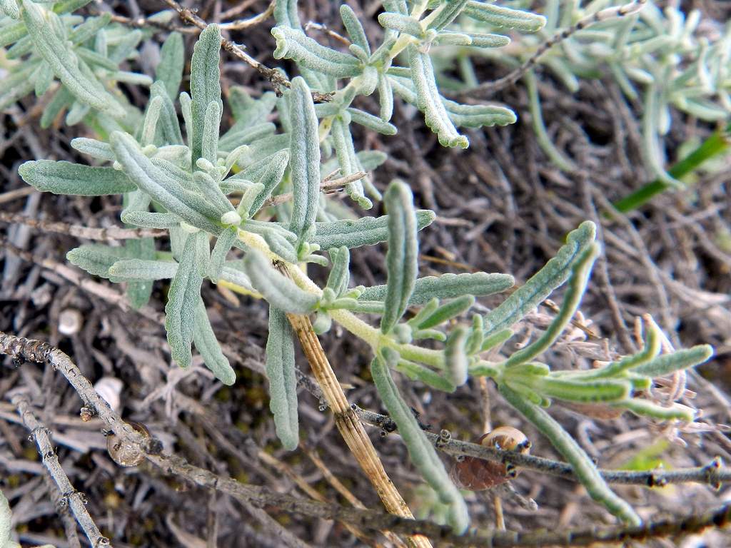 Teucrium capitatum