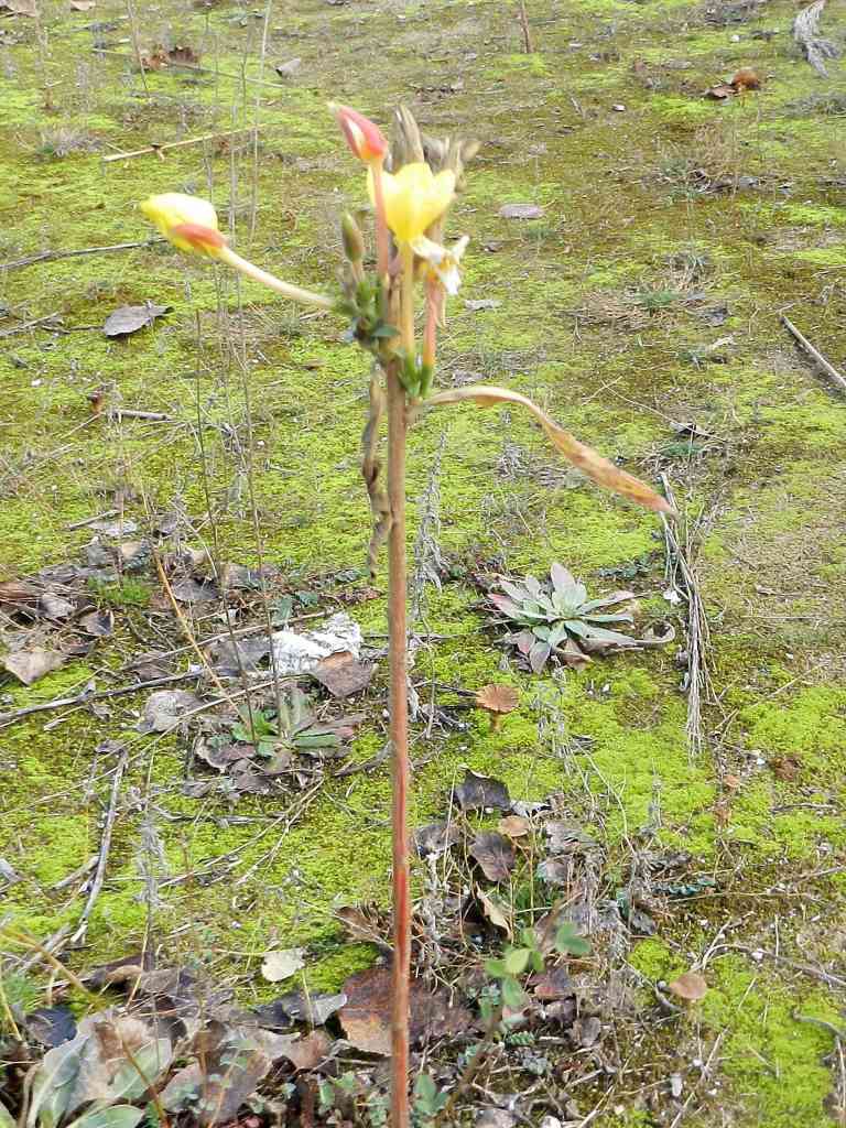 Oenothera sp.