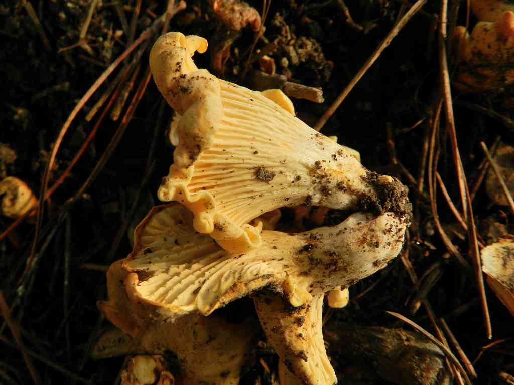 Cantharellus cybarius