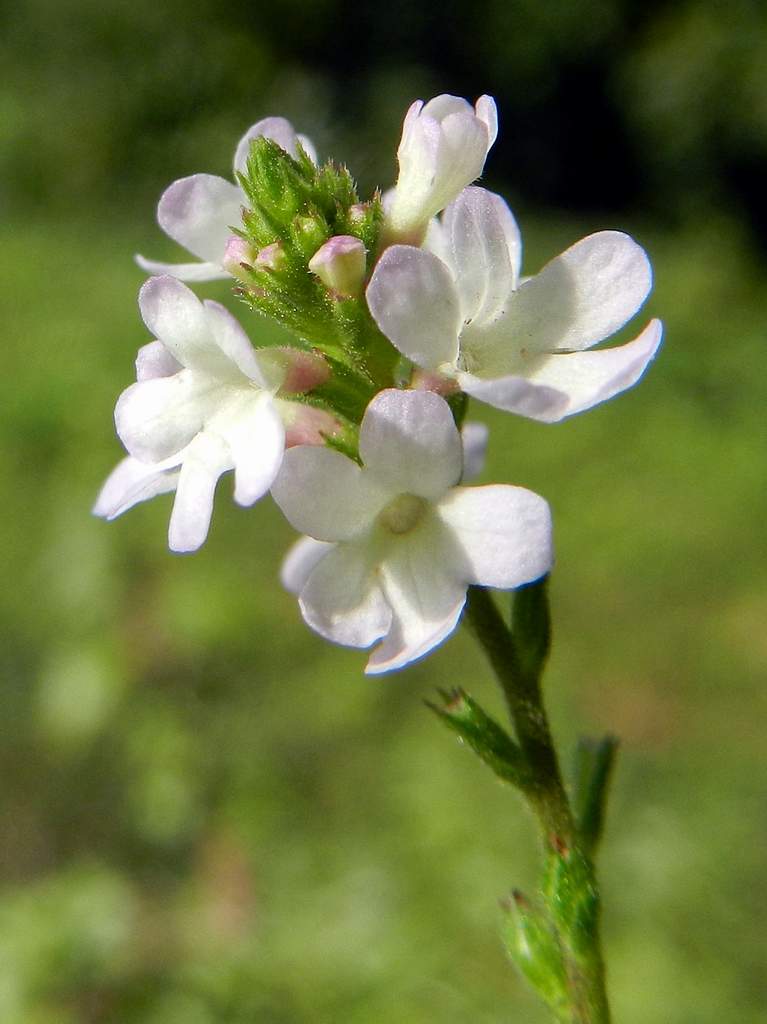Verbena officinalis