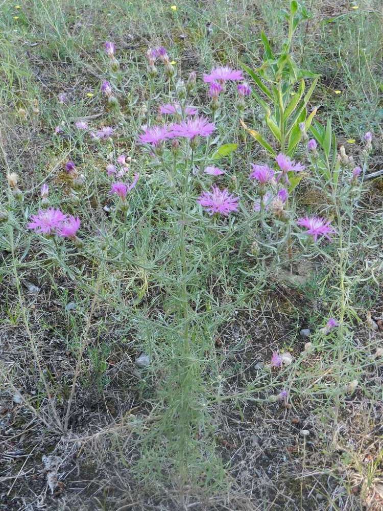 Centaurea tommasinii / Fiordaliso di Tommasini