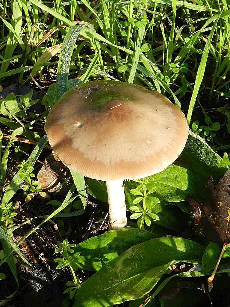 Psathyrella sp. ?