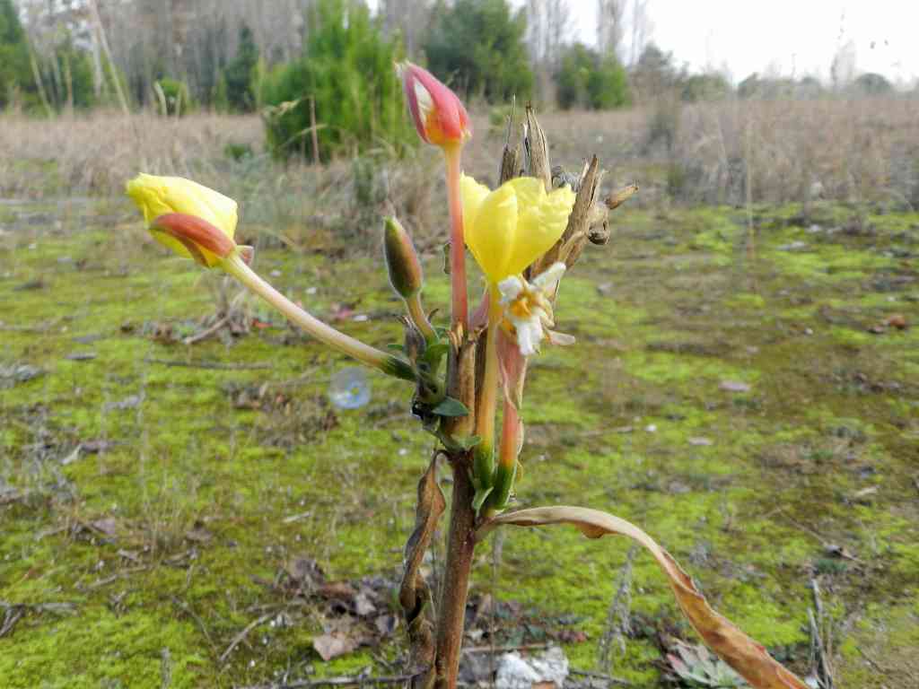 Oenothera sp.