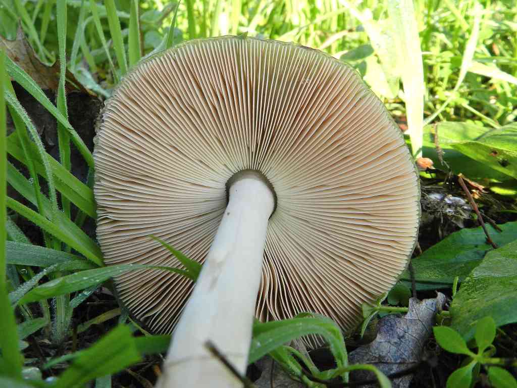 Psathyrella sp. ?