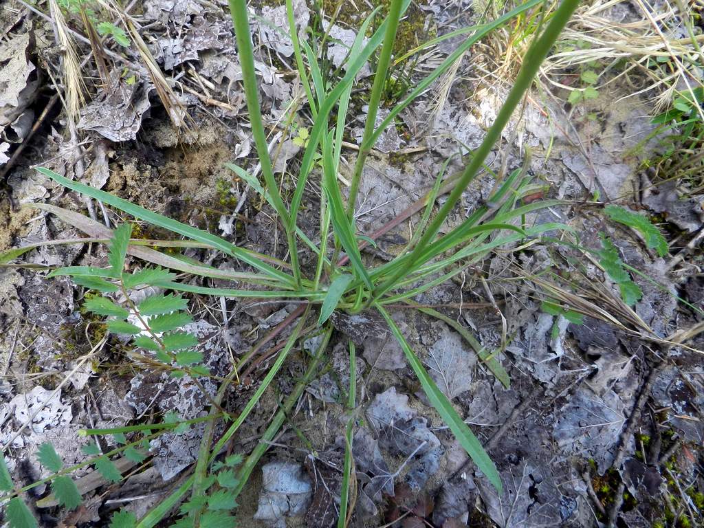 Hieracium sp. ?