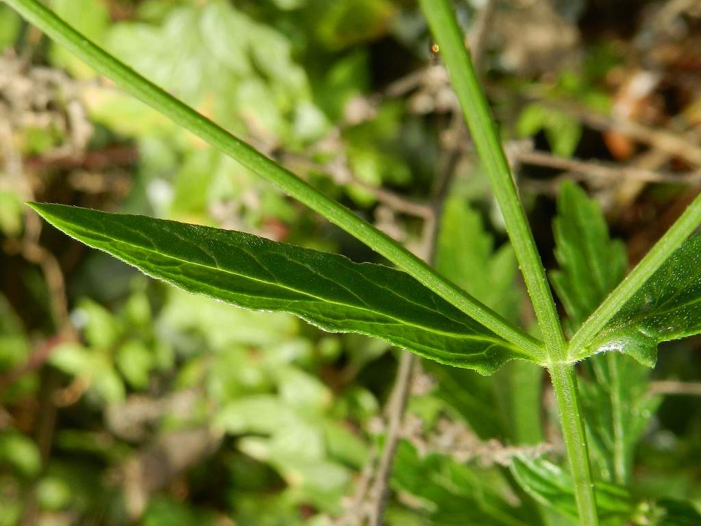 Verbena officinalis