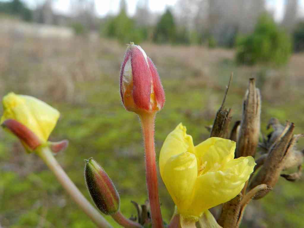 Oenothera sp.