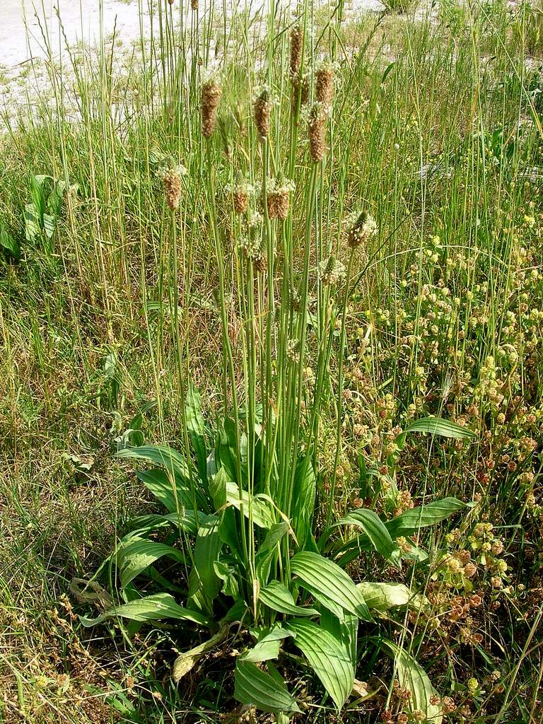 Plantago lanceolata
