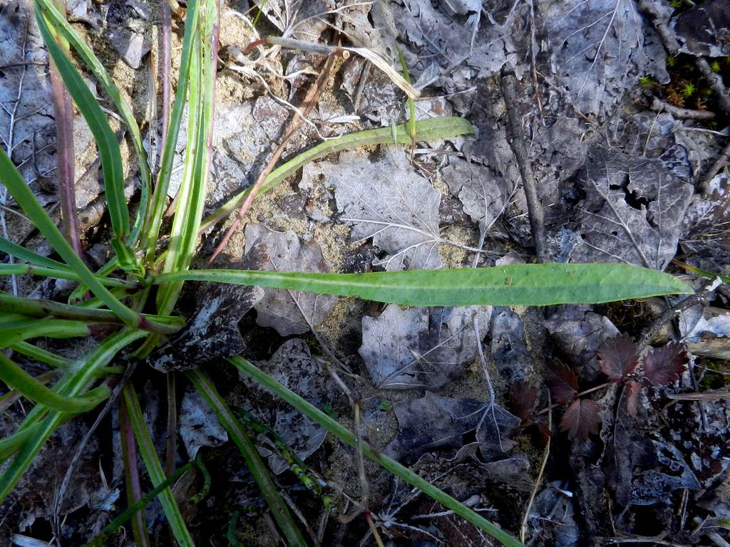 Hieracium sp. ?