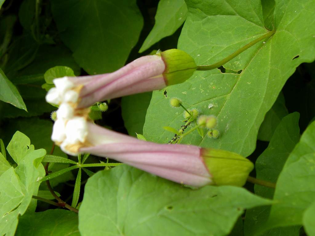 Convolvulus silvaticus (=Calystegia sylvatica) / Vilucchio maggiore