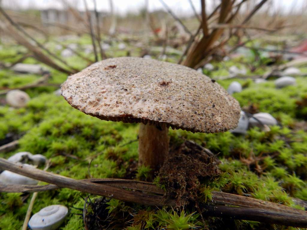 Fungo da determinare