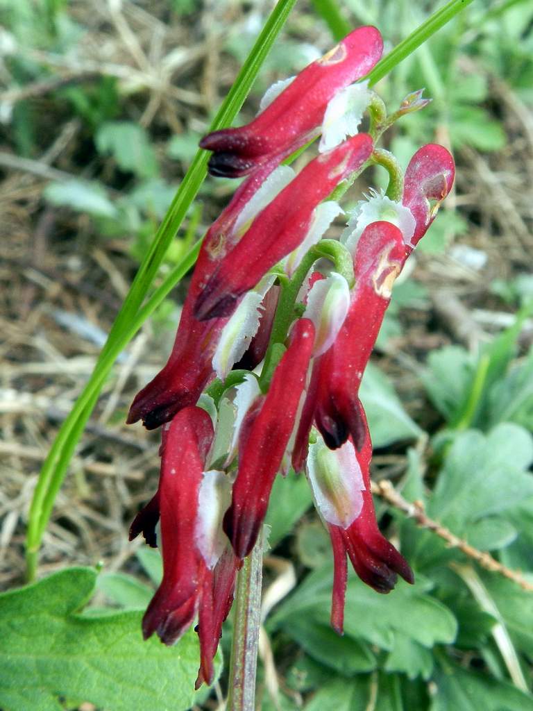 Fumaria capreolata / Fumaria bianca
