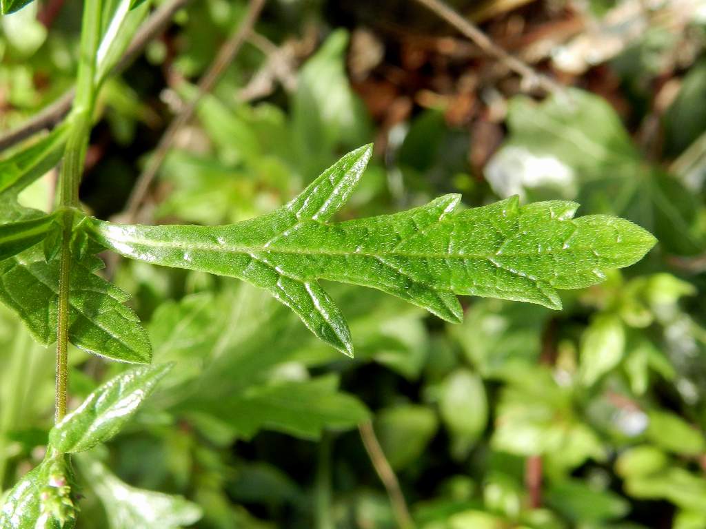 Verbena officinalis