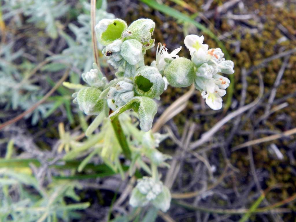 Teucrium capitatum