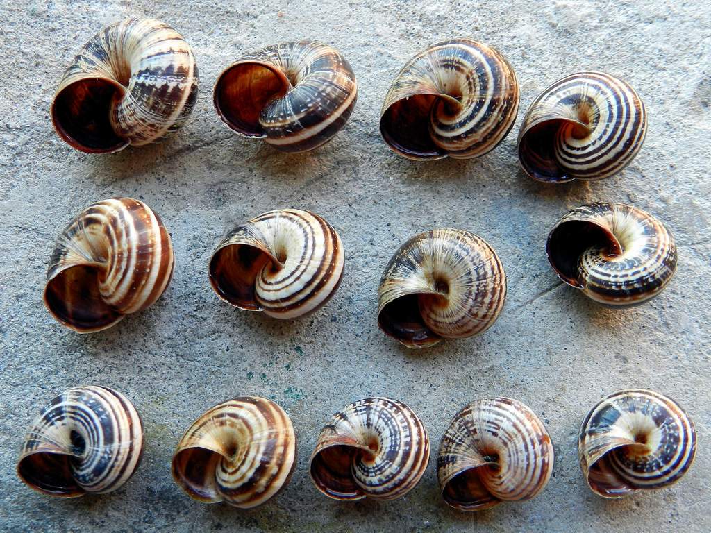 Cernuella virgata (Da Costa, 1778) da confermare