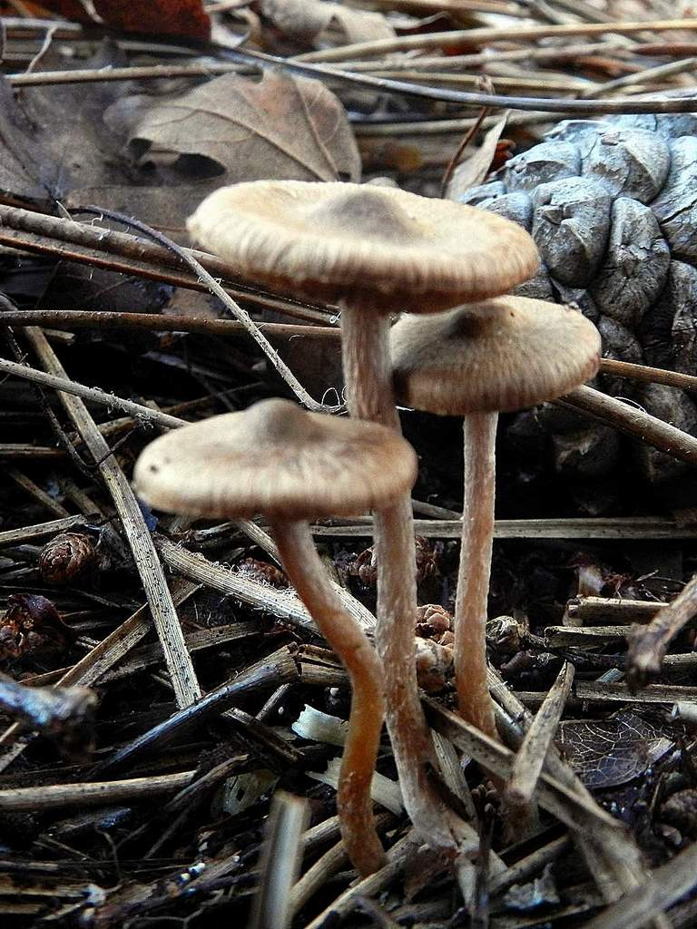 Fungo da determinare