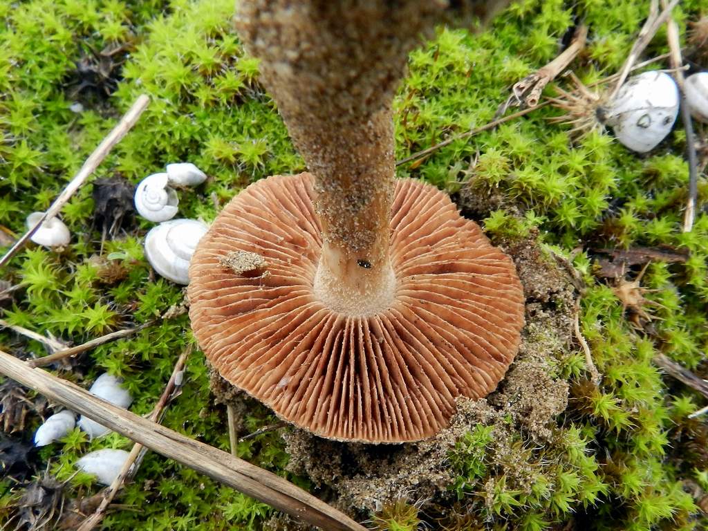 Fungo da determinare