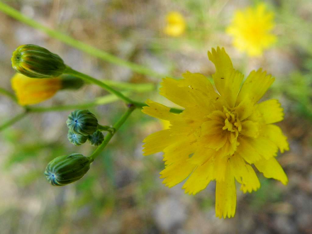 Hieracium sp. ?