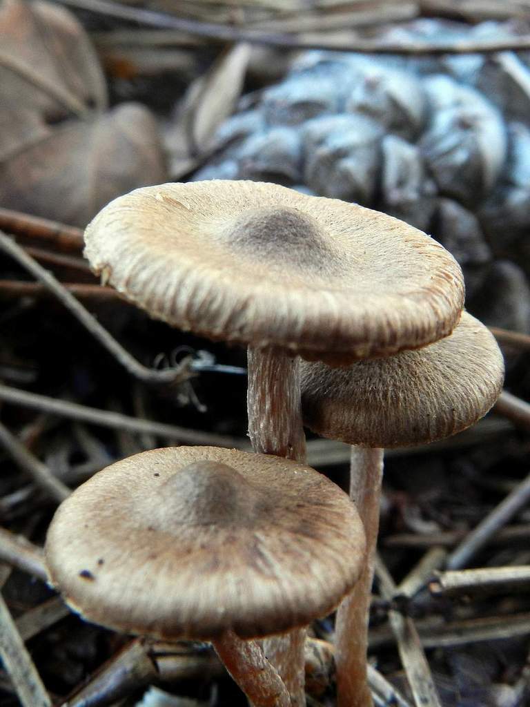 Fungo da determinare