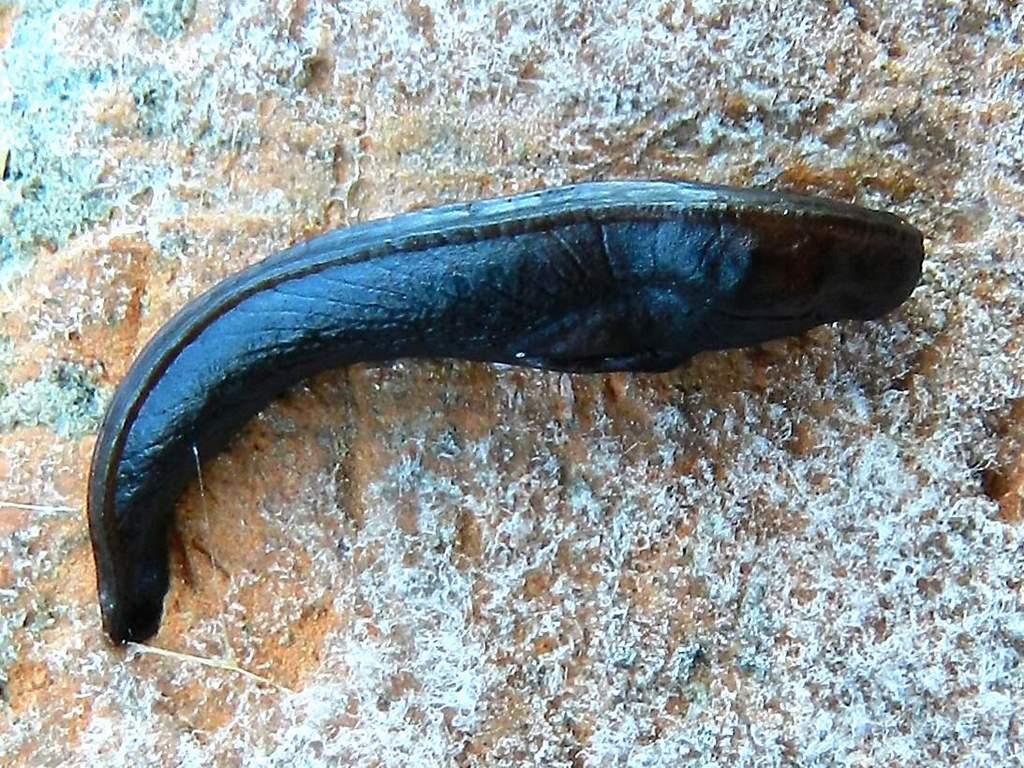 Limacce ?