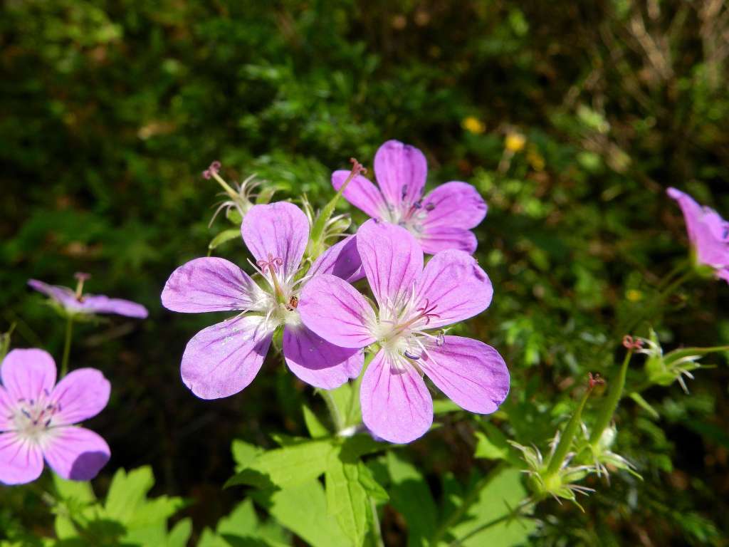 Geranium sylvaticum