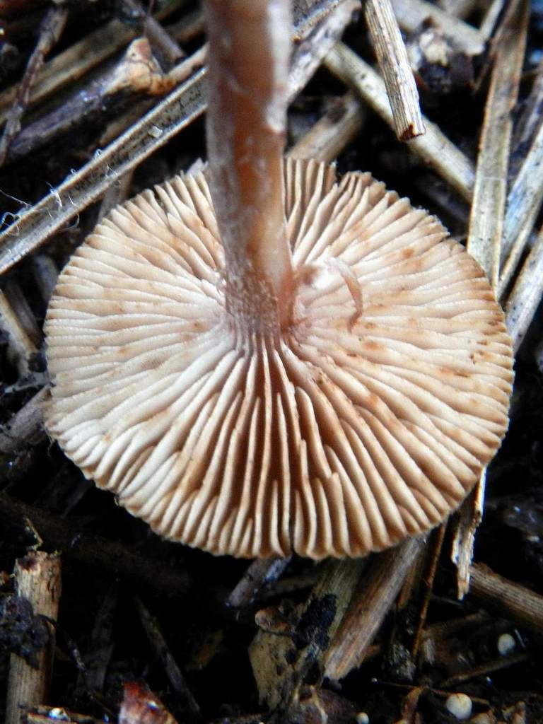 Fungo da determinare