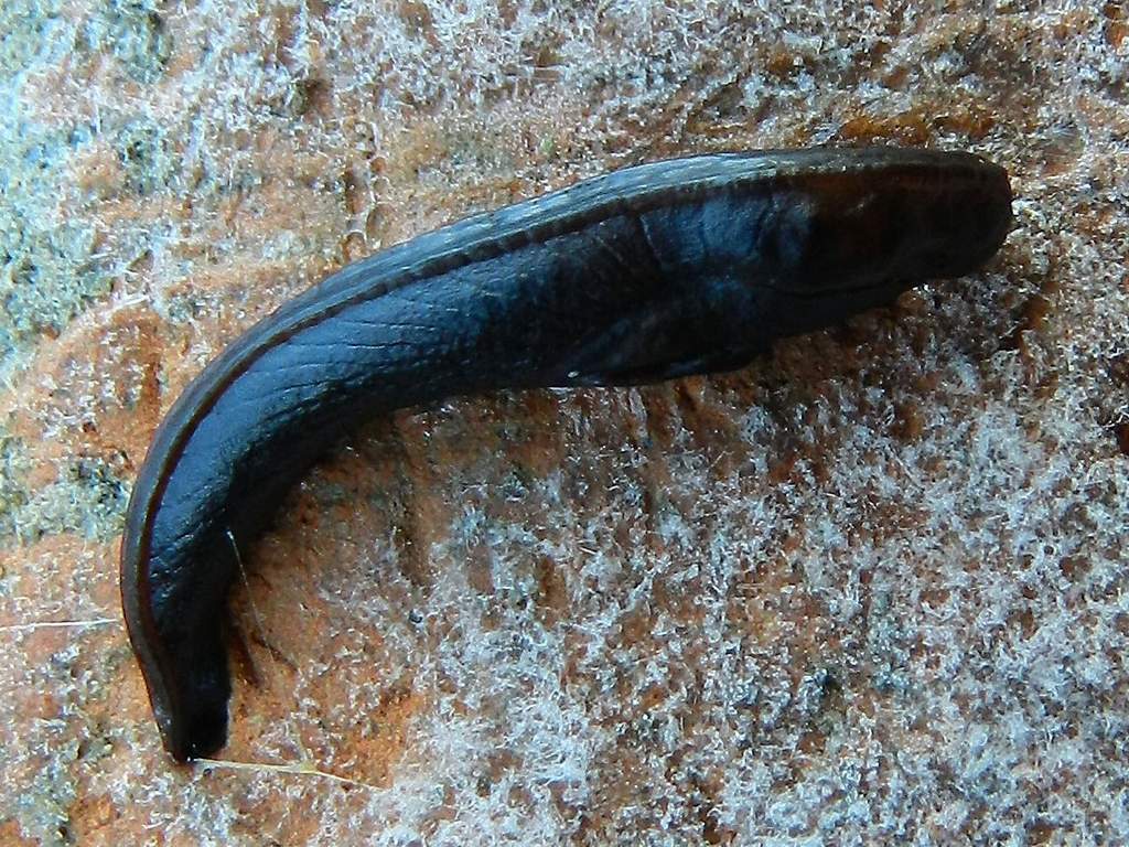 Limacce ?