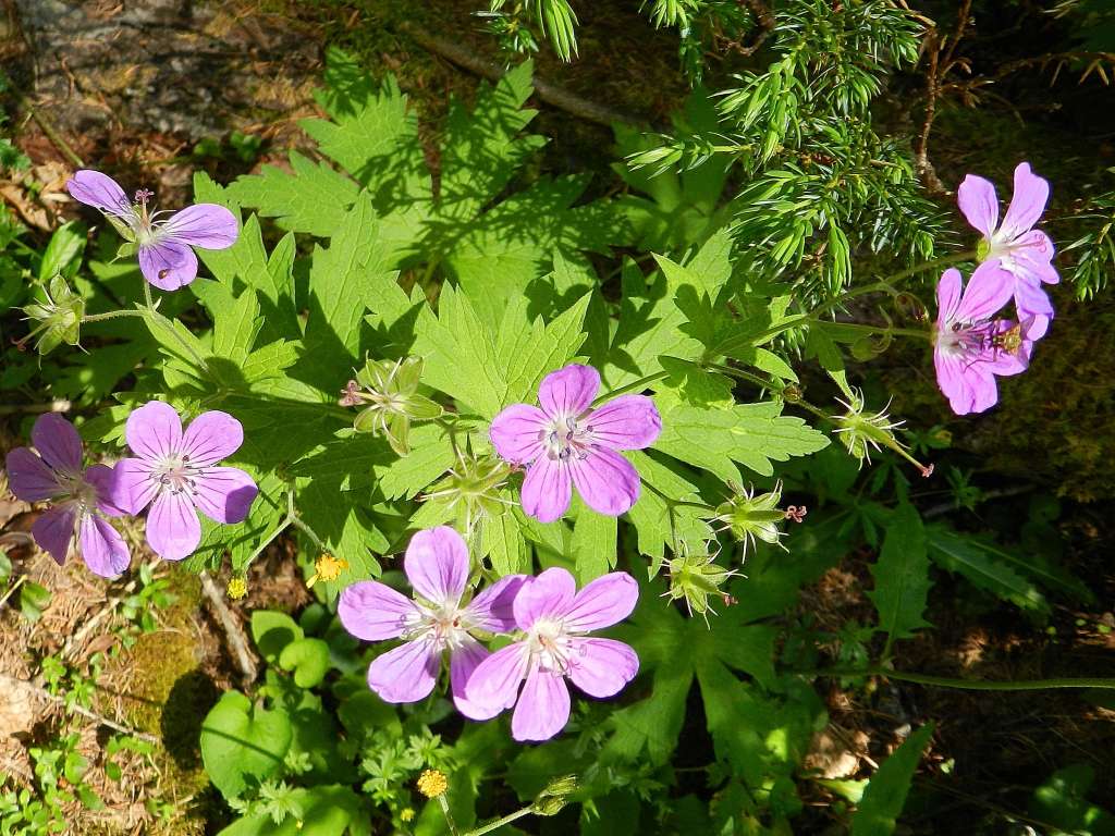 Geranium sylvaticum