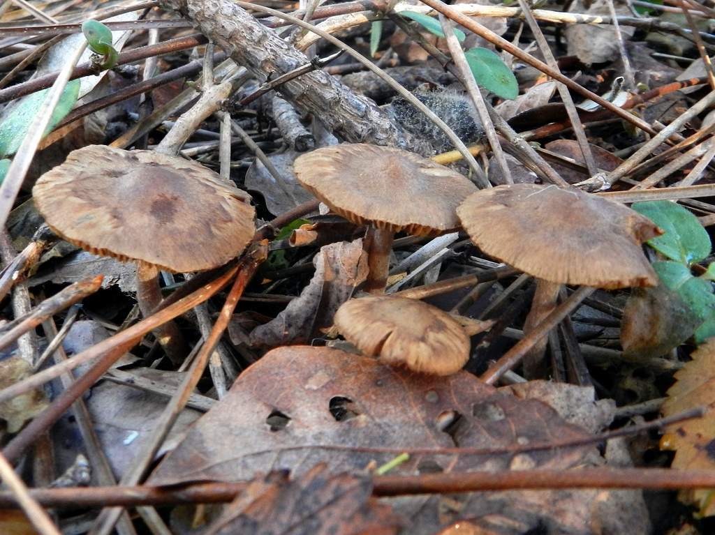 Fungo da determinare