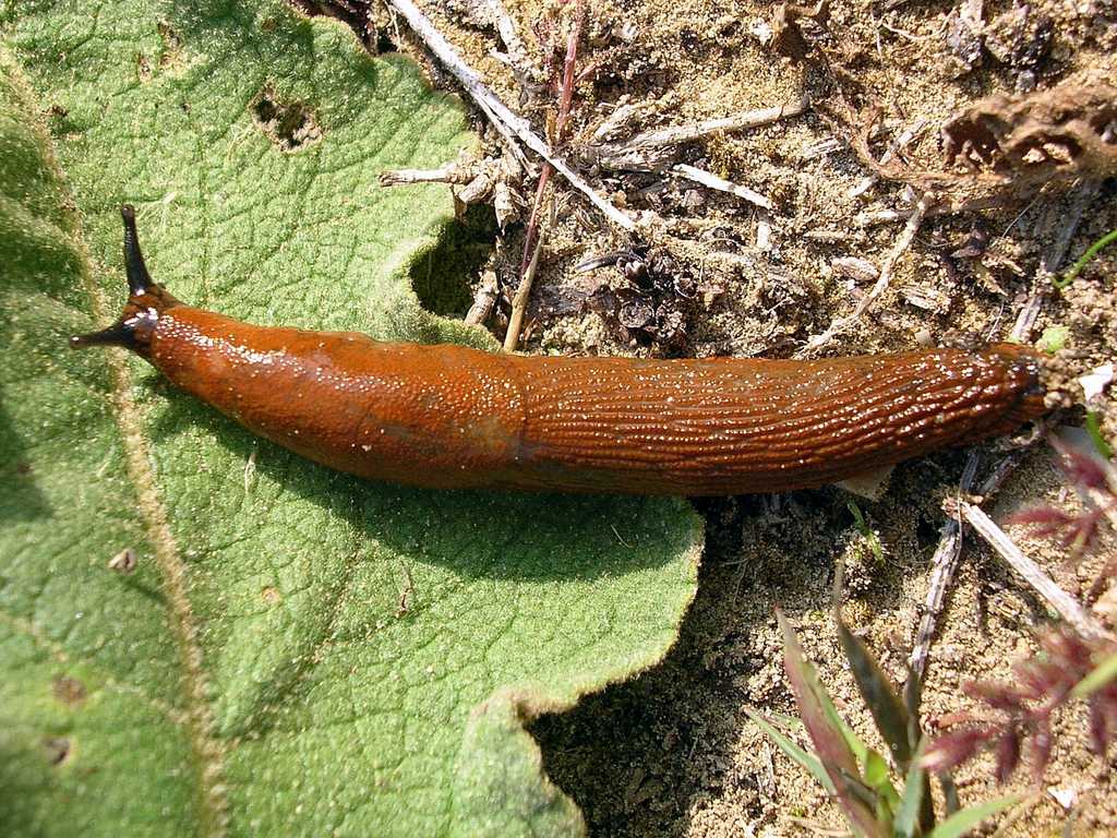 Arion vulgaris (Moquin-Tandon) da confermare