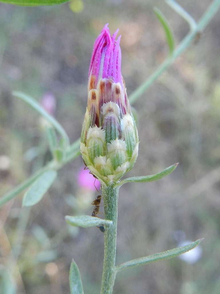 Centaurea tommasinii / Fiordaliso di Tommasini