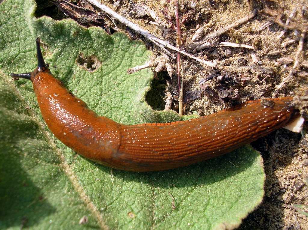 Arion vulgaris (Moquin-Tandon) da confermare