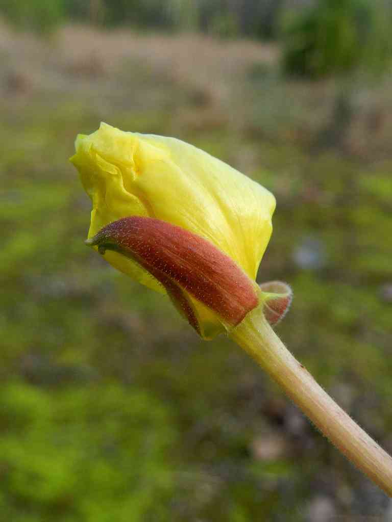 Oenothera sp.