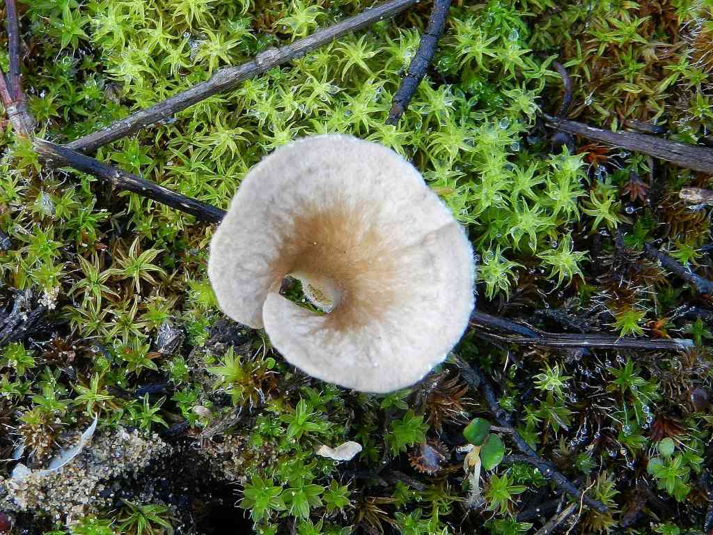 Fungo da determinare