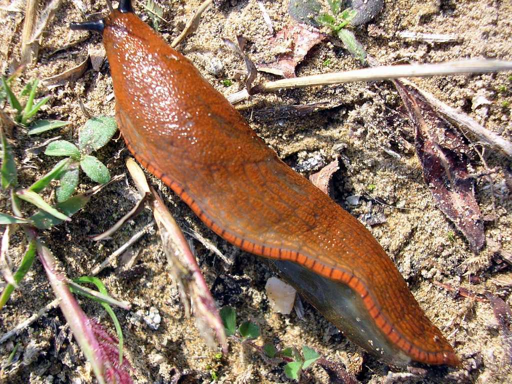 Arion vulgaris (Moquin-Tandon) da confermare