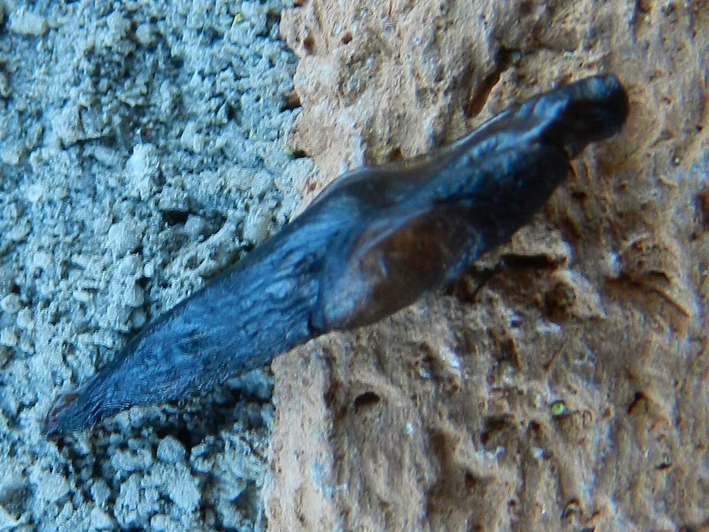 Limacce ?