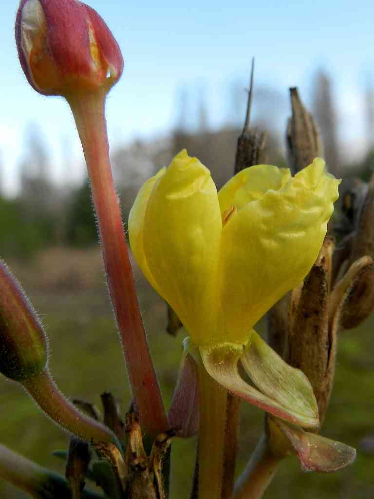 Oenothera sp.