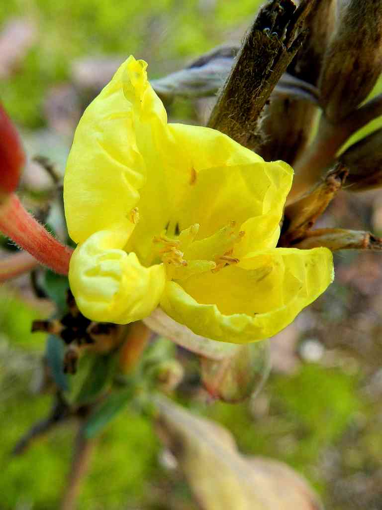 Oenothera sp.