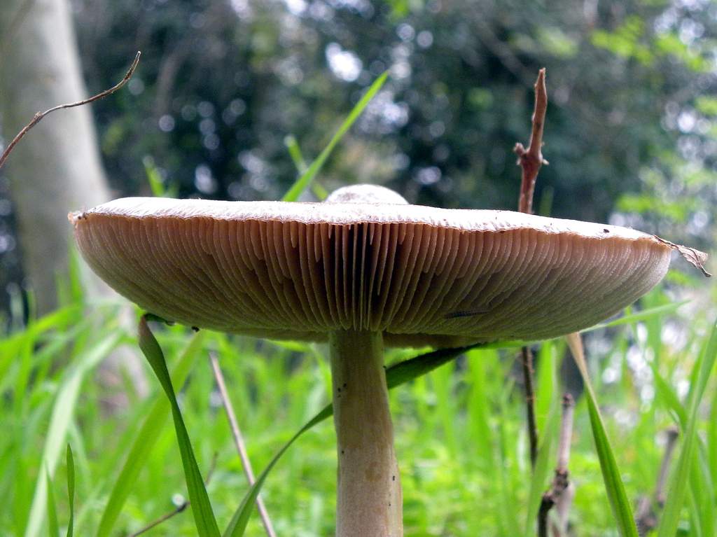 Fungo da identificare