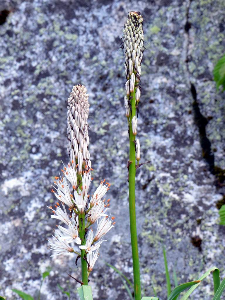 Catalogna - Asphodelus albus