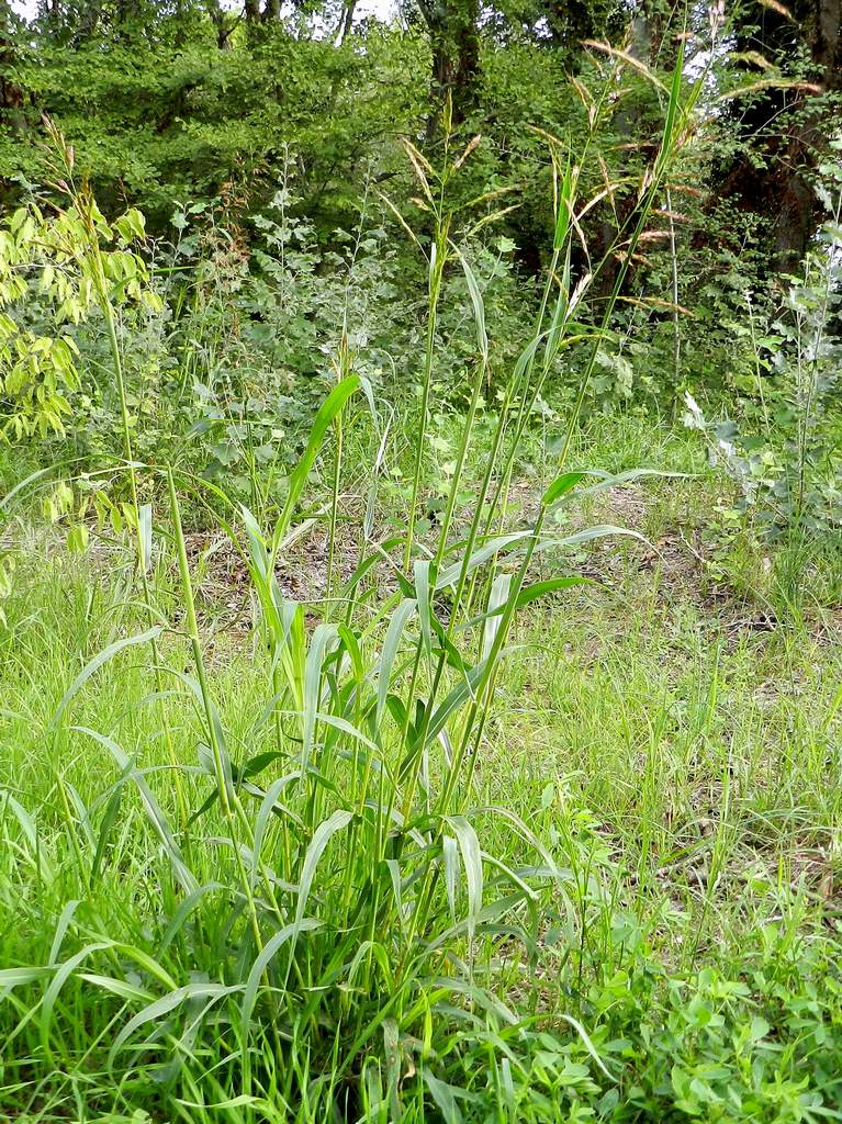 Sorghum halepense / Sorgo selvatico