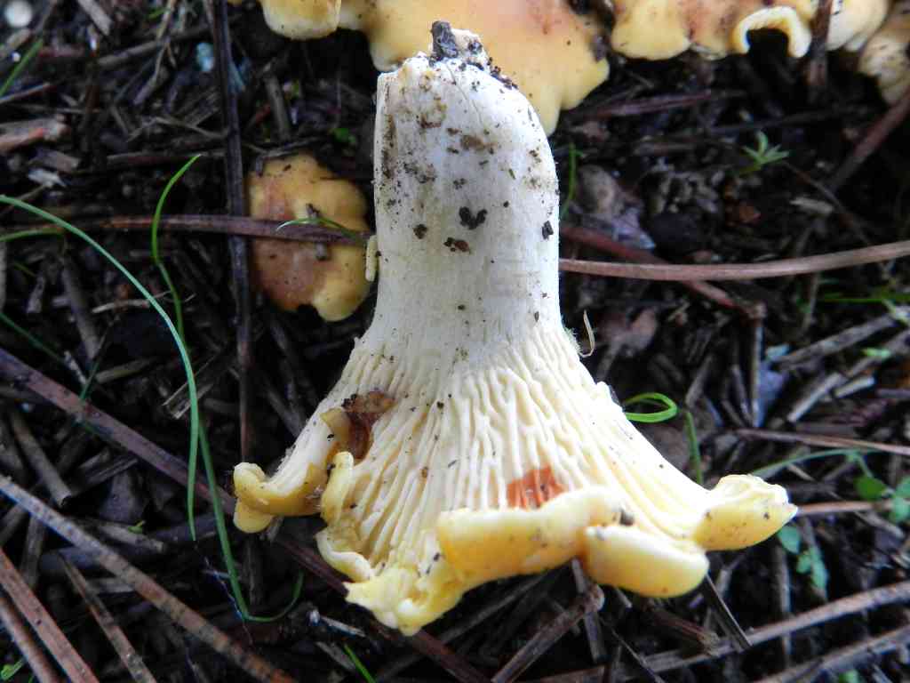 Cantharellus sp