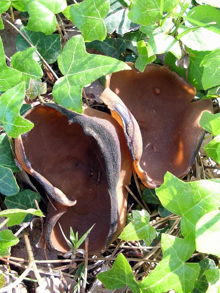 Helvella acetabulum