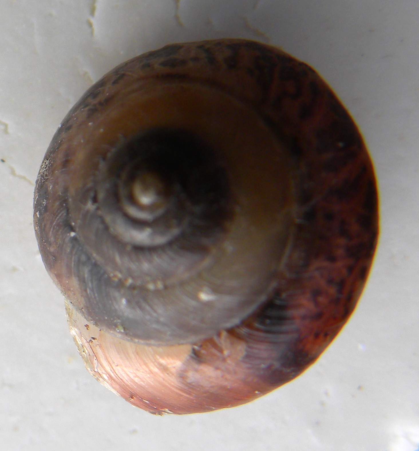 identificazione mollusco terrestre