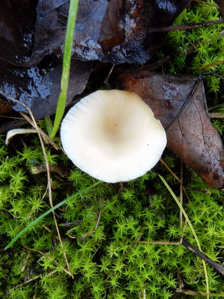 Fungo da determinare